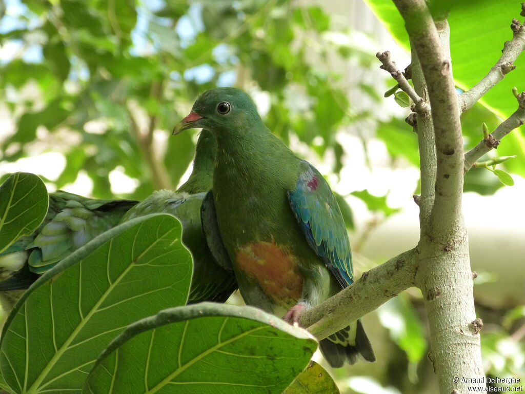 Orange-bellied Fruit Dove