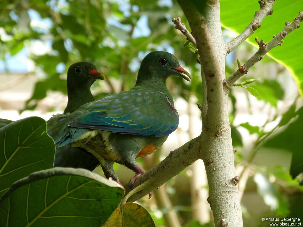 Orange-bellied Fruit Dove