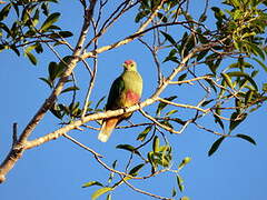 Red-bellied Fruit Dove