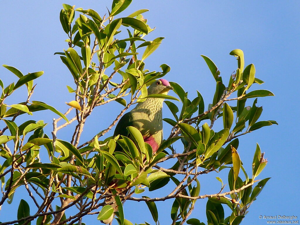 Red-bellied Fruit Dove