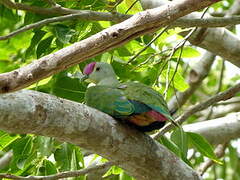 Red-bellied Fruit Dove