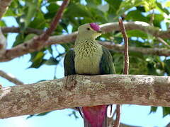 Red-bellied Fruit Dove