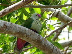 Red-bellied Fruit Dove