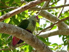 Red-bellied Fruit Dove