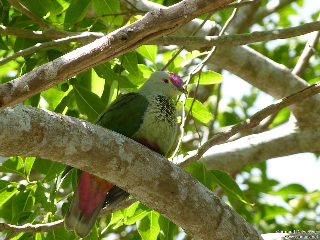 Red-bellied Fruit Dove