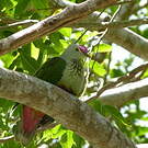 Ptilope de Grey