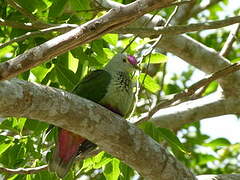 Red-bellied Fruit Dove