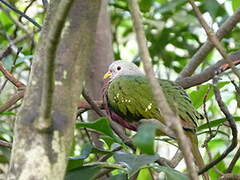 Wompoo Fruit Dove