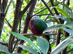 Wompoo Fruit Dove