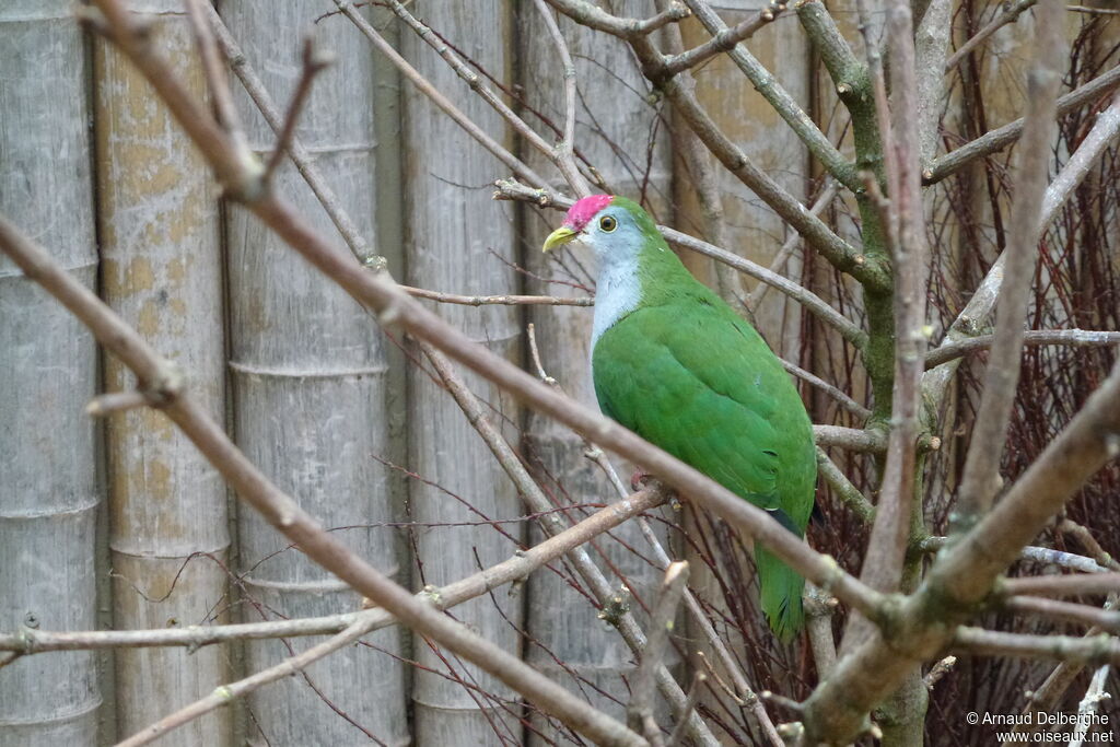 Beautiful Fruit Dove