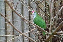 Beautiful Fruit Dove