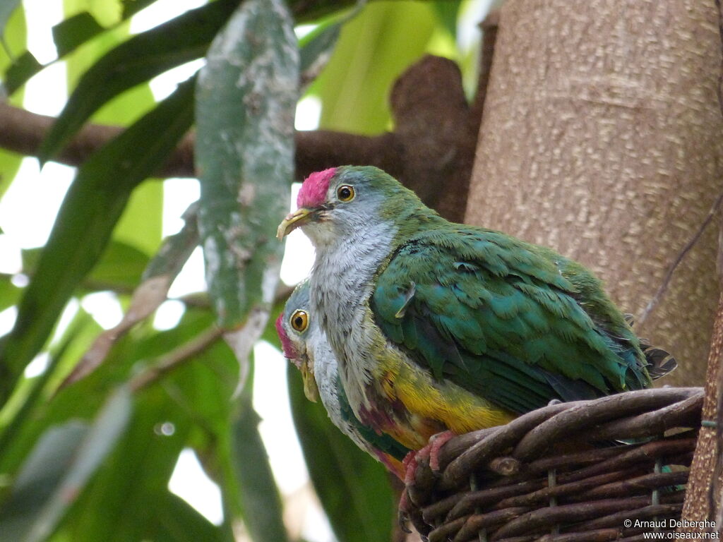 Beautiful Fruit Dove