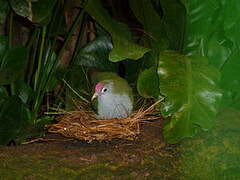 Beautiful Fruit Dove