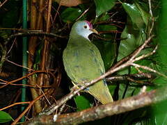 Beautiful Fruit Dove