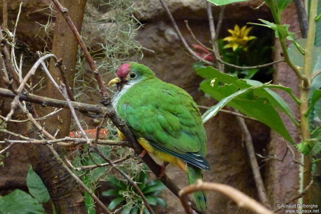 Beautiful Fruit Dove