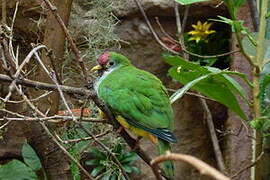 Beautiful Fruit Dove