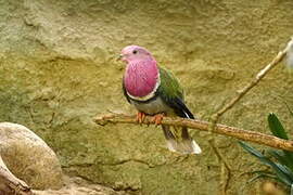 Pink-headed Fruit Dove