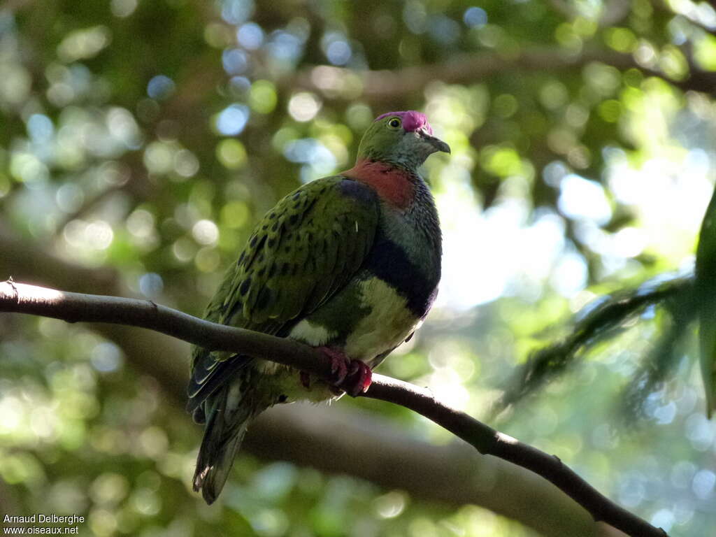 Superb Fruit Doveadult, identification