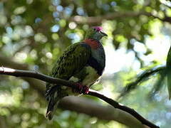 Superb Fruit Dove