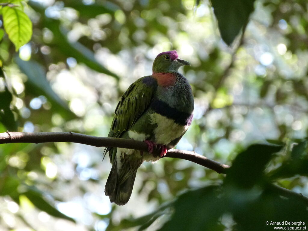 Superb Fruit Dove