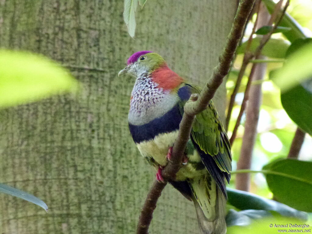 Superb Fruit Dove