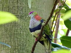 Superb Fruit Dove