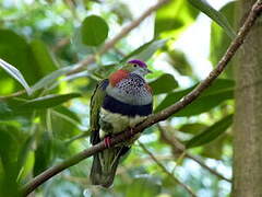 Superb Fruit Dove