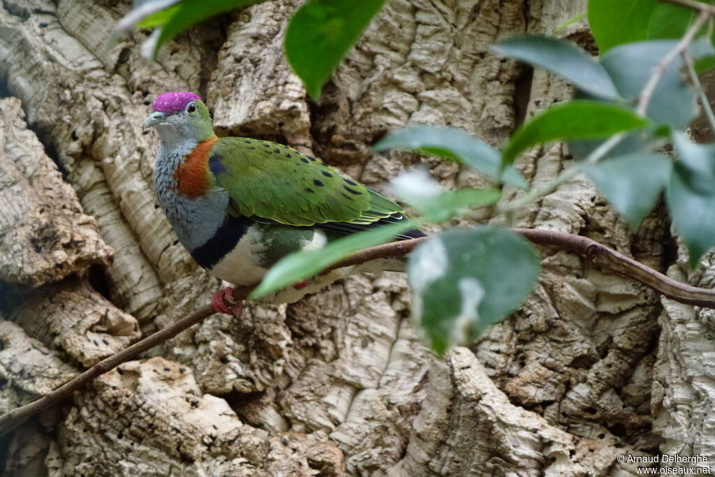 Superb Fruit Dove