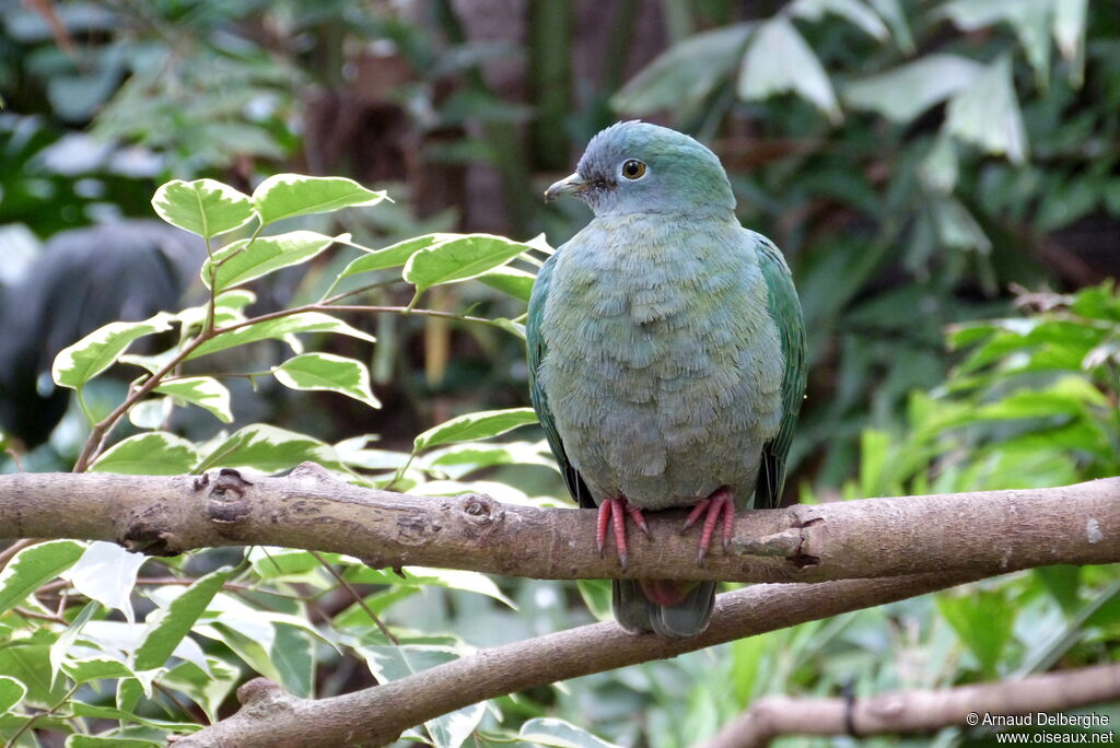 Black-naped Fruit Dove female