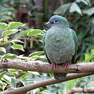Ptilope turgris