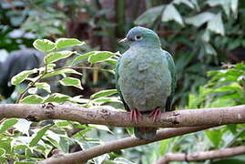 Black-naped Fruit Dove