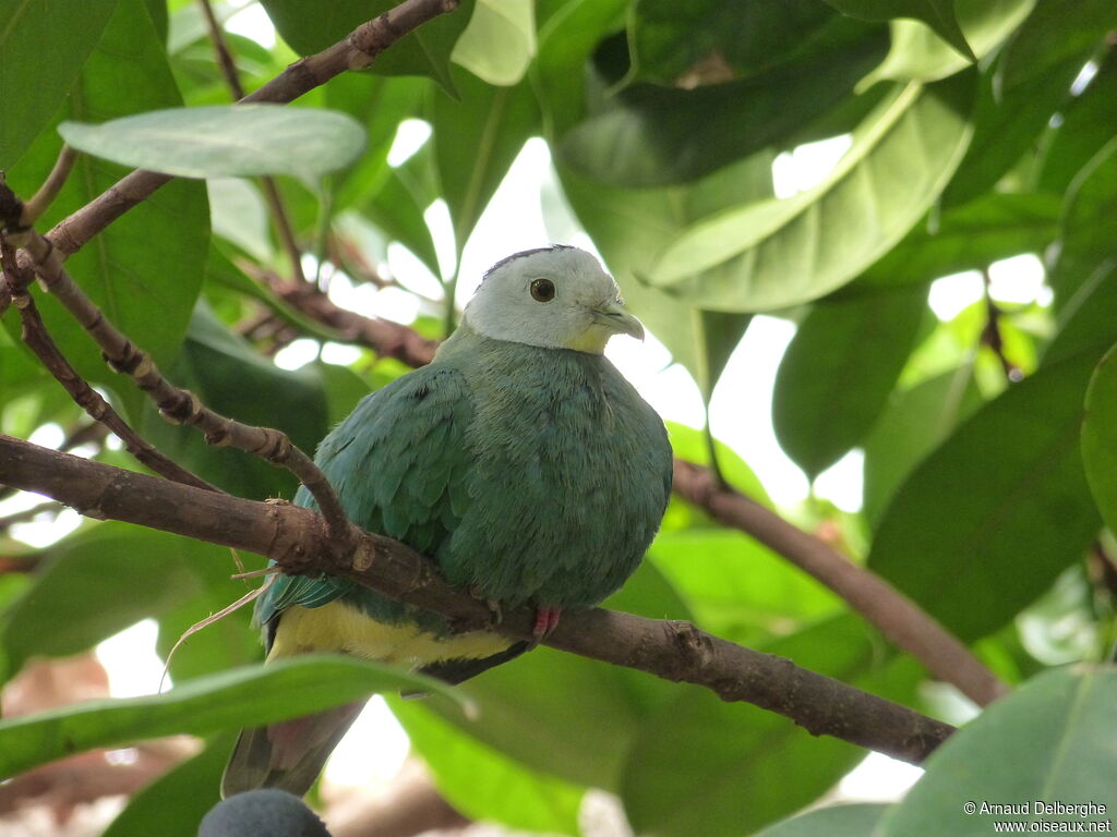 Black-naped Fruit Dove male