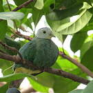 Ptilope turgris
