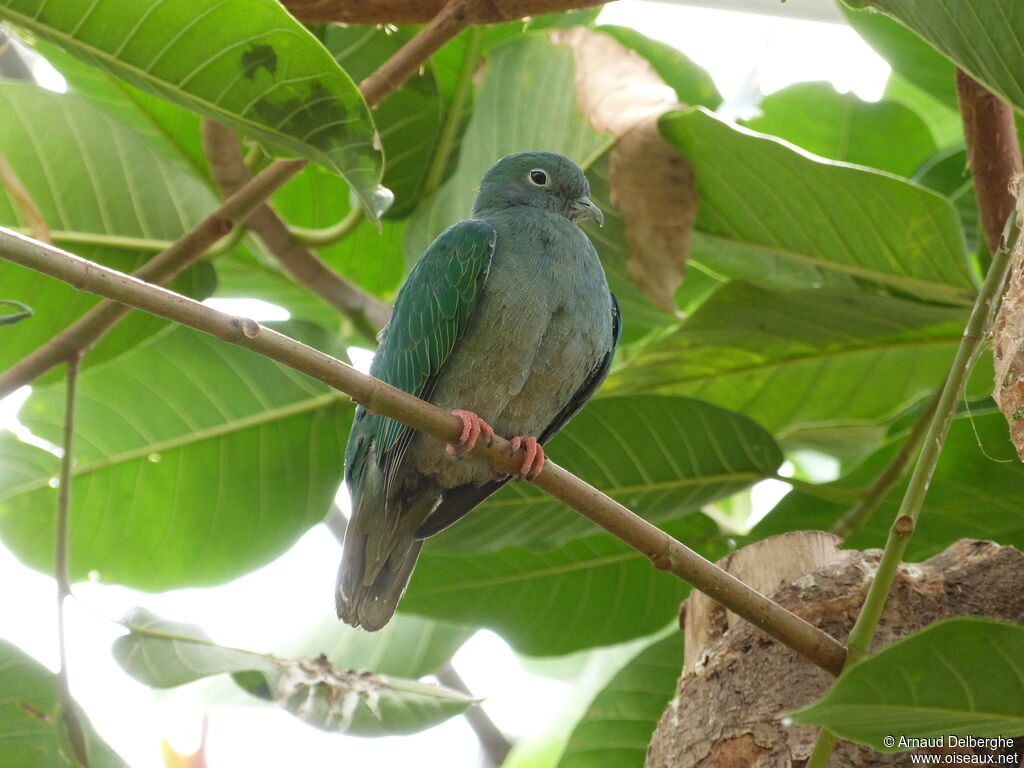 Black-naped Fruit Dove female