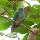 Ptilope turgris