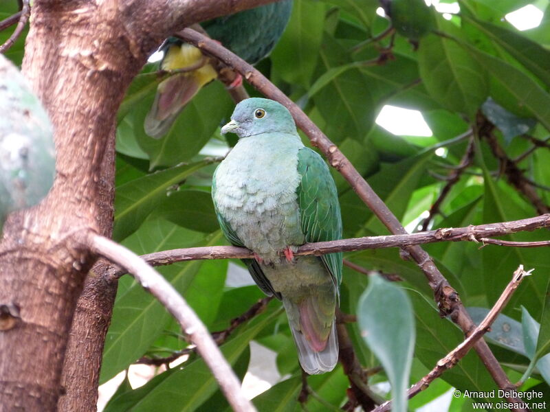 Black-naped Fruit Dove female