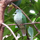 Ptilope turgris