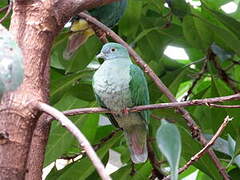 Black-naped Fruit Dove