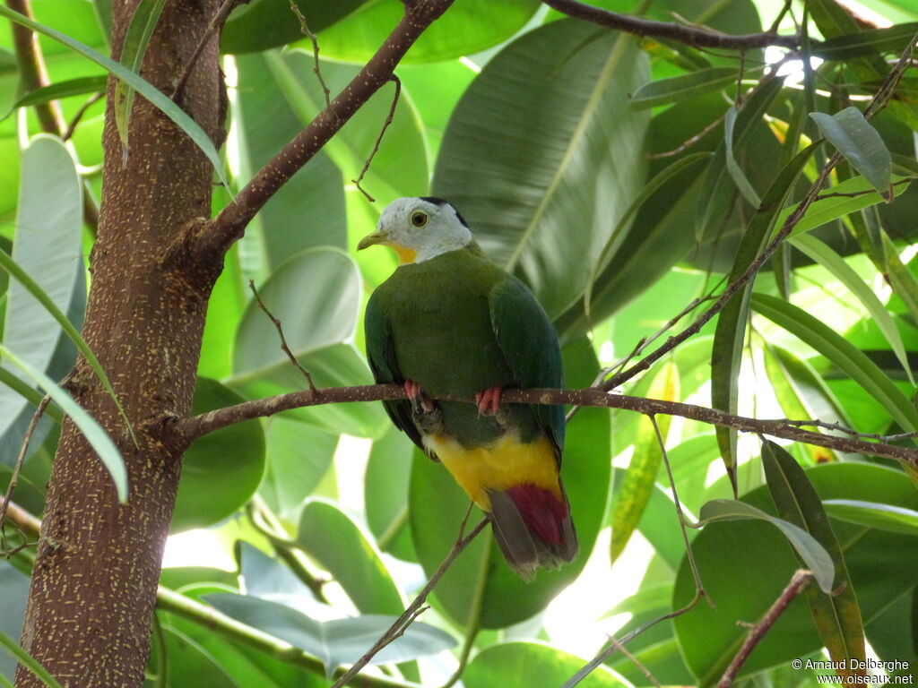 Black-naped Fruit Dove male