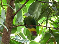 Black-naped Fruit Dove