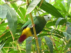 Black-naped Fruit Dove