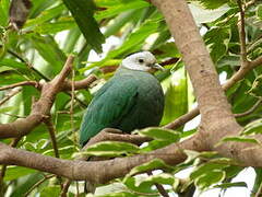 Black-naped Fruit Dove