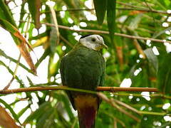 Black-naped Fruit Dove