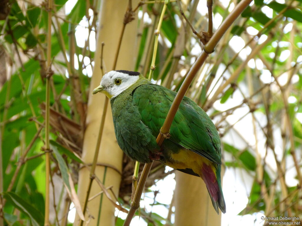 Black-naped Fruit Dove male