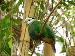 Black-naped Fruit Dove