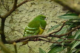 Cloven-feathered Dove