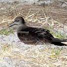 Puffin fouquet