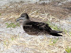 Wedge-tailed Shearwater