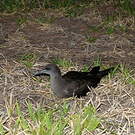 Puffin fouquet