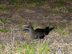 Wedge-tailed Shearwater